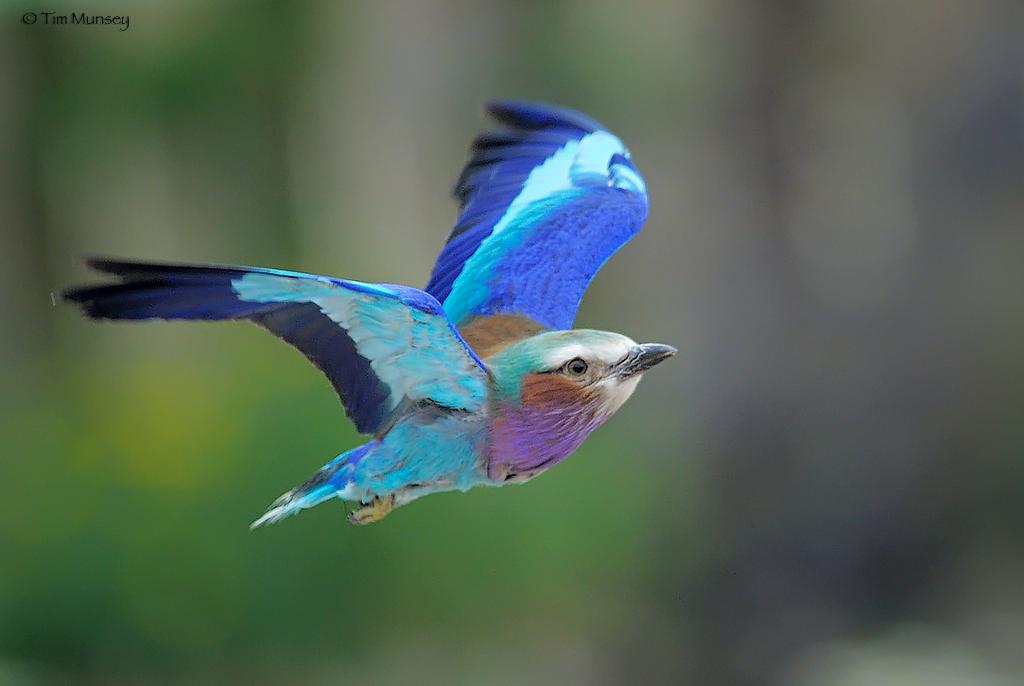 Lilac Breasted Roller.jpg